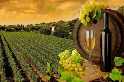 Tuscan Temptations: Wine, Cheese & Oil Full-Day Tour from Rome