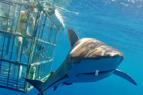 Oahu Shark Dive: Cage Adventure on the North Shore