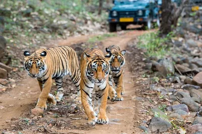 Embark on a Mystical Tiger Safari Adventure in India's Golden Triangle