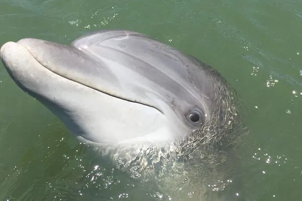 Hilton Head: Dolphin Cruise - Guaranteed Sightings!