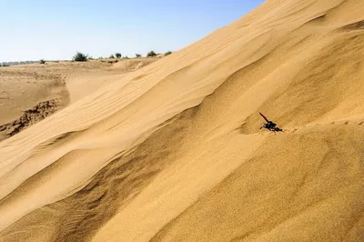 Jaisalmer's Royal Escape: 2-Day Private Tour & Camel Safari Adventure