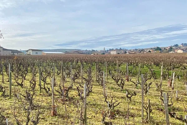 Beaujolais Wine Tour: Tastings & Gourmet Lunch