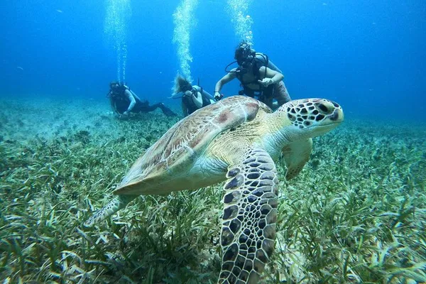 Cozumel Scuba Dive: Explore Chankanaab Reef!