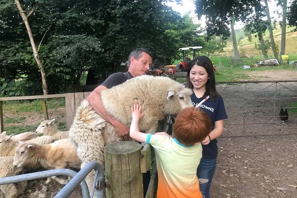 Wool Sheep Farm Experience: Handcraft Your Own NZ Souvenir!