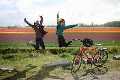 Immersive Dutch Culture: Luxury Tulip Tour in the Netherlands