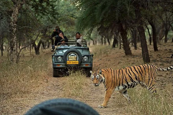 Embark on a Royal Tiger Safari: 6-Day Golden Triangle & Ranthambhore Adventure