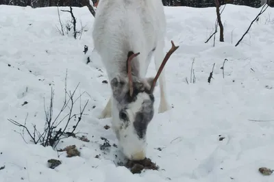 Encounter Arctic Charm: Reindeer Feeding at Sámi Homestead