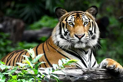 Unveiling India's Treasures: Golden Triangle & Ranthambore's Tiger Safari
