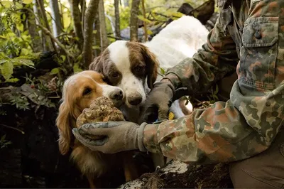 Truffle Hunt & Tuscan Wine Tour from Rome