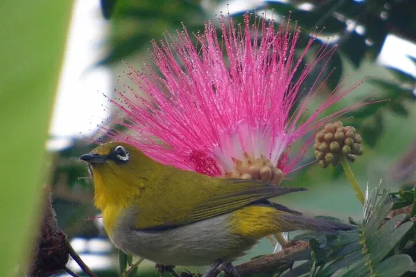 Kodachadri Birding Expedition: Discover Endemic Western Ghats Species