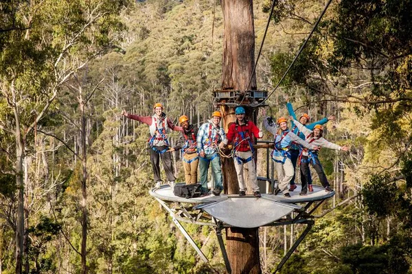 Launceston Treetops Zipline Adventure: Fly High in Tasmania!