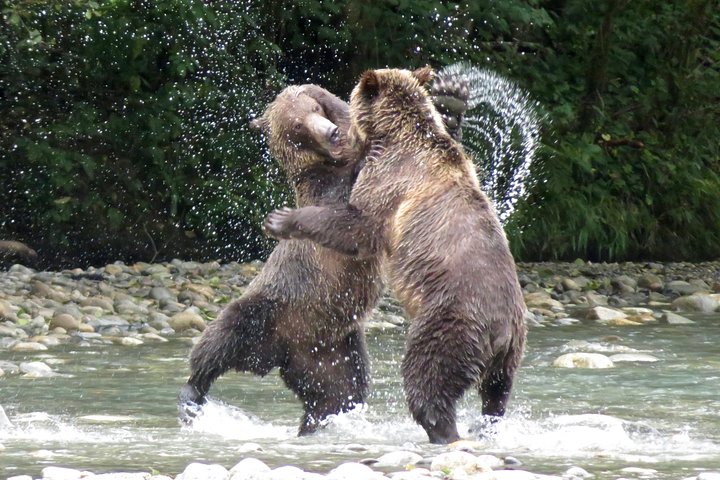 Embark on a Thrilling Grizzly Bear Expedition: Witness Nature's Giants in Bute Inlet!