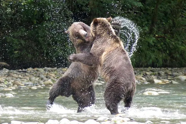 Embark on a Thrilling Grizzly Bear Expedition: Witness Nature's Giants in Bute Inlet!