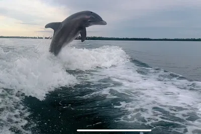 Marco Island's Private Dolphin & Eco Adventure: A Personalized Marine Encounter