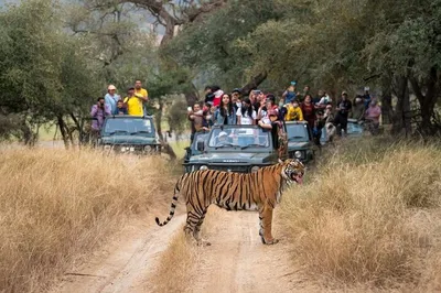 Golden Triangle & Tiger Safari: A 6-Day Indian Adventure