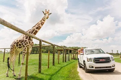Roar through the Wild: An Unforgettable Safari & Gator Adventure in Orlando