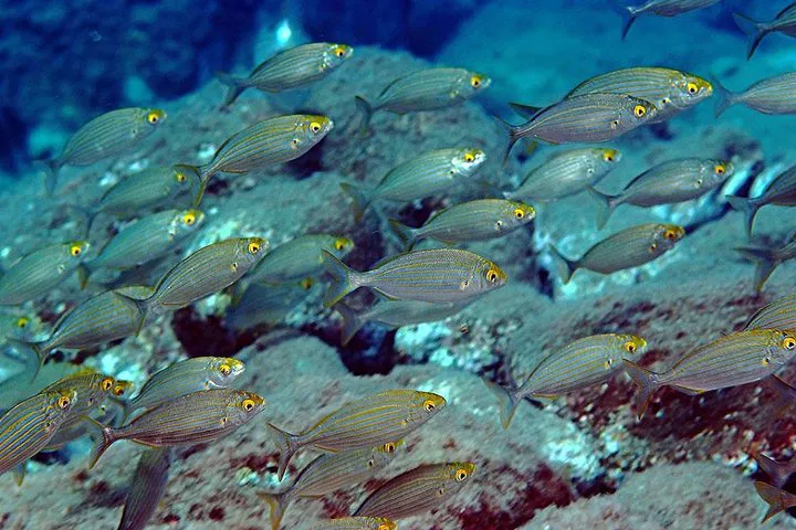 img0