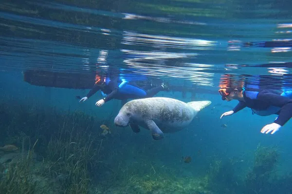 Dive into Wonder: Small Group Manatee Swim Tour in Crystal River!