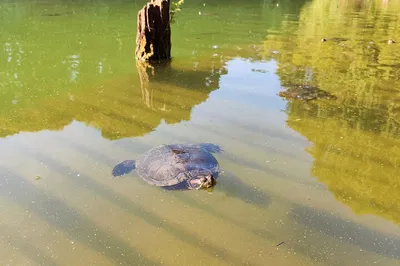 Discover Serenity: Turtle Lake Trekking & Picnic Adventure in Belize