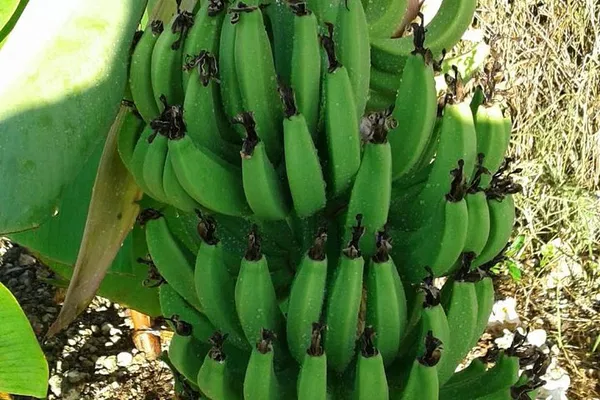 Discover Freeport's Authentic Flavors: Mamma Gal Native Experience