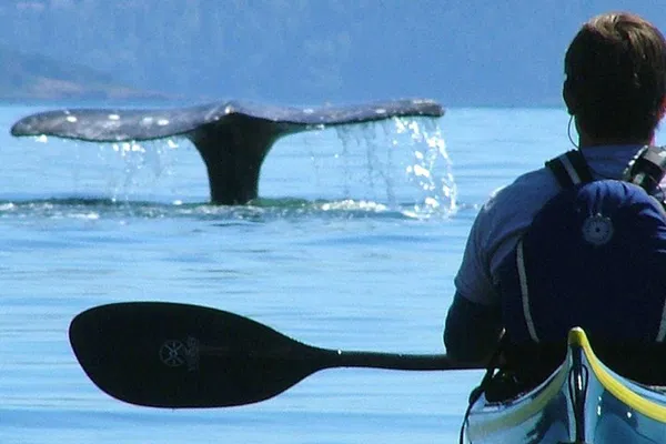 San Juan Islands Kayak Adventure: Explore Hidden Shores & Abundant Wildlife