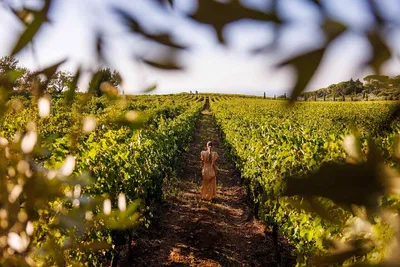 Uncork Rome: Private Wine Tour to Enchanting Castles & Vineyards