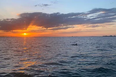 Fort Myers Beach Sunset Dolphin Cruise