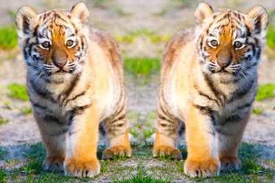 Embark on a Royal Adventure: Delhi, Taj Mahal & Ranthambore Tiger Safari!