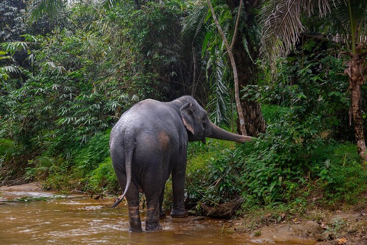 Ethical Encounters: Khao Lak Elephant Sanctuary Small Group Adventure