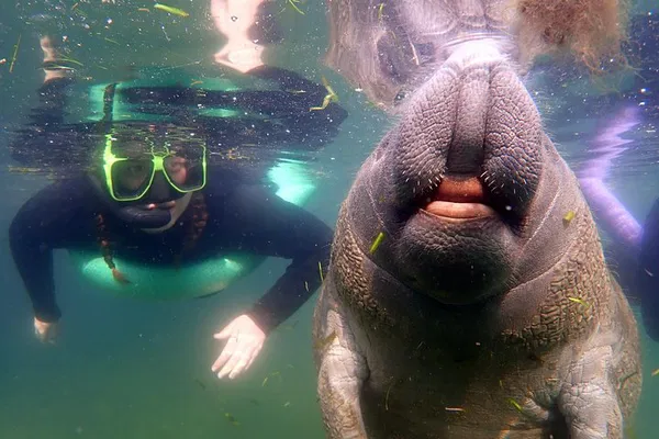 Private Manatee Snorkel Tour: Swim with Gentle Giants!