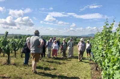 Uncover Alsace Terroir: Discovery Vineyard Grand Cru Experience