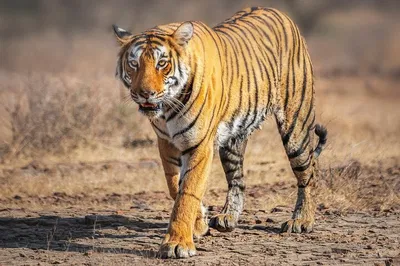 Discover India's Golden Triangle: A Whirlwind 8-Day Adventure
