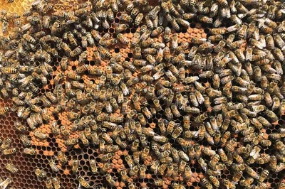 Bee Apiary Tour & Honey Tasting in Denée