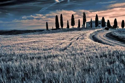 Montalcino Wine Tour: A Luxurious Day Trip from Rome
