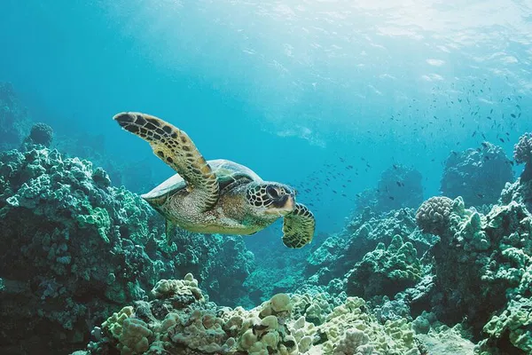 Waikiki Turtle Canyon Snorkel: VIP Adventure