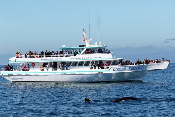 Moss Landing Whale Watching: Guaranteed Sightings!