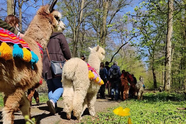 Alpaca Hiking Adventure: Stroll Through Richmond Castle's Scenic Trails