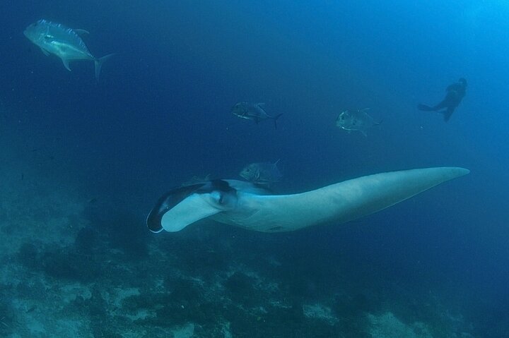Phuket's Underwater Wonders: Racha & Coral Islands Diving Adventure!