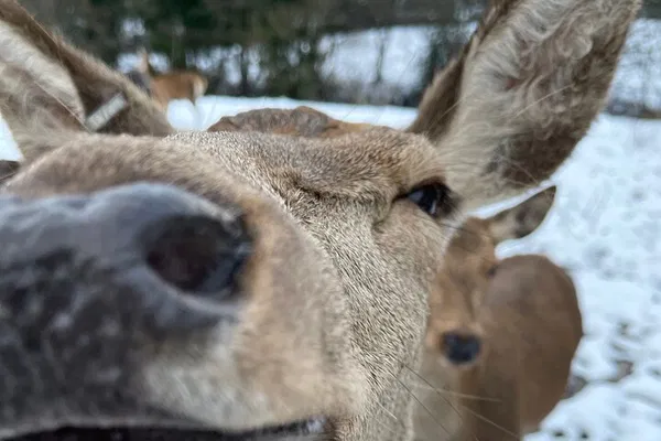 Enchanting Deer Park Adventure: A Day of Nature & Discovery in Leek