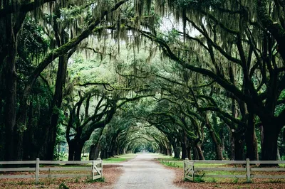 Savannah Film Locations: Private VIP Movie Tour