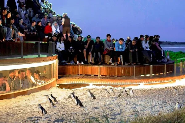 Phillip Island Penguin Parade Tour from Melbourne