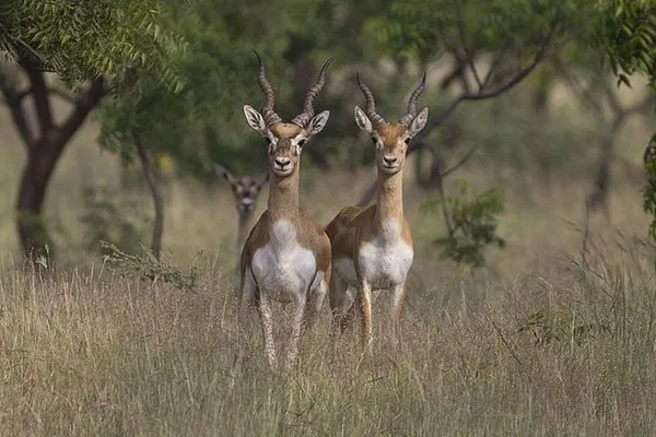 Chambal Blackbuck Safari: Agra's Wildlife Adventure Awaits!