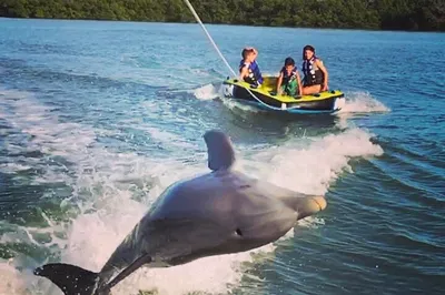Marco Island's Aquatic Trio: Dolphins, Shells & Thrilling Tubing!