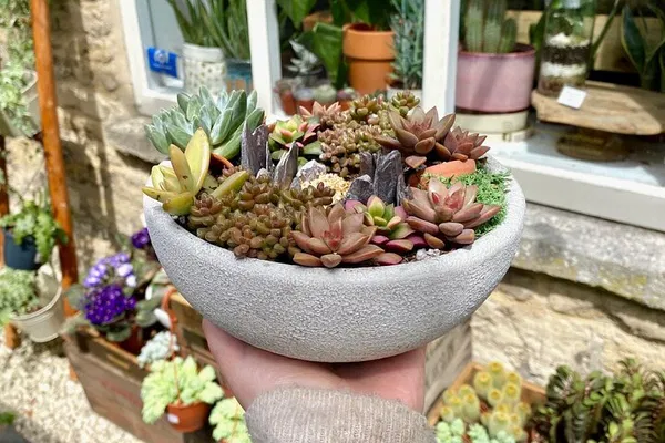 Craft Your Own Succulent Oasis: A Cirencester Planting Experience!