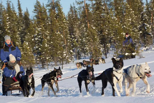 Kiruna Husky Adventure: Sit, Drive & Bond with Arctic Dogs!