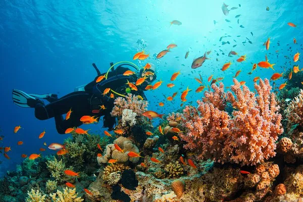 Pattaya Scuba Adventure: Dive into Underwater Wonders!