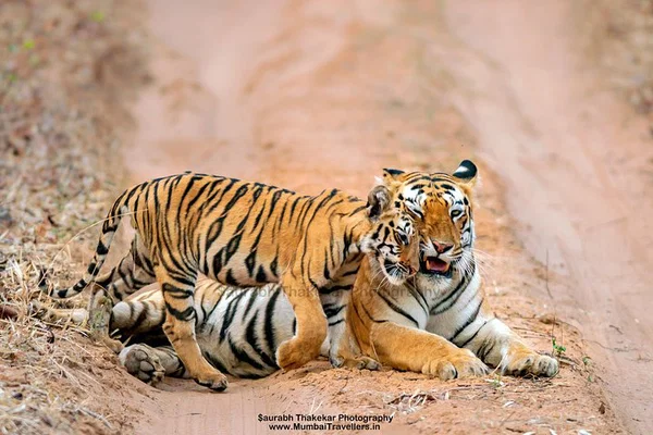 Embark on a Thrilling Tiger Safari: Two Nights in Tadoba National Park from Nagpur