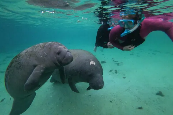 Dive into Wonder: A Private Manatee Swim Adventure in Crystal River