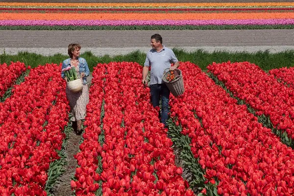 Capture Dutch Charm: Tulip Field Photos at De Tulperij