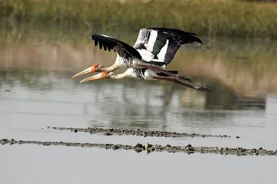 Sultanpur Birding: A Quick Escape to Avian Paradise from Delhi